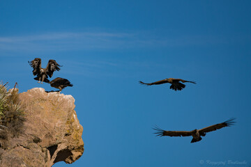 Condor in Colca kanion