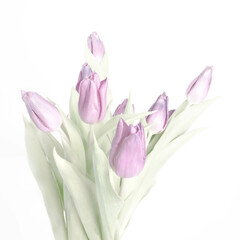 High key image of bouquet of Tulips with a white background. 