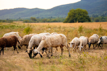 View of field in autumn and group of white sheep close up eating the dry yellow grass in a small village field in Bulgaria.