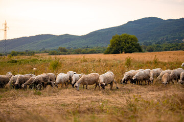 Naklejka na ściany i meble View of field in autumn and group of white sheep close up eating the dry yellow grass in a small village field in Bulgaria.