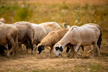 Obraz na płótnie Canvas View of field in autumn and group of white sheep close up eating the dry yellow grass in a small village field in Bulgaria.