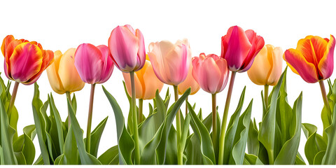 red and yellow tulips PNG - Powered by Adobe