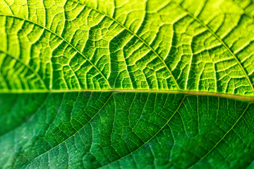 Texture of vibrant green leaf veins and sunshine