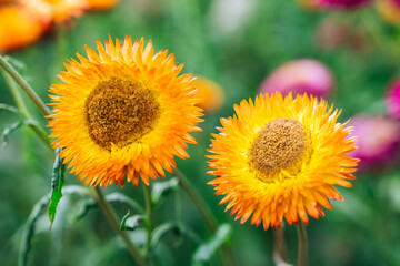 Beautiful Straw flower or Everlasting Daisy flower blooming in the garden on springtime
