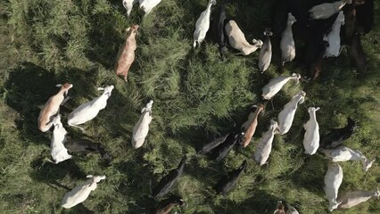 Aerial overhead shot of American Brahman cattle herd on pen farm on summer morning - stock video
