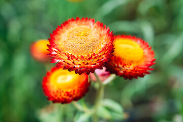 Beautiful Straw flower or Everlasting Daisy flower blooming in the garden on springtime