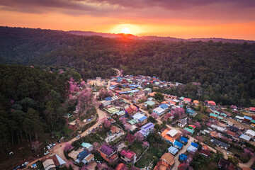 Sunset over Thai tribe village with wild himalayan cherry tree blooming in countryside at Ban Rong...