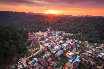 Sunset over Thai tribe village with wild himalayan cherry tree blooming in countryside at Ban Rong...