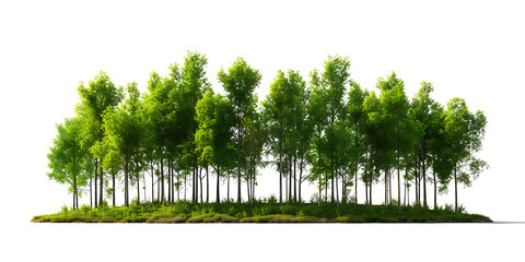 Realistic image of forest on transparent background PNG