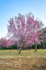 Wild himalayan cherry tree with pink flower blooming in springtime on agriculture field at Phu Lom Lo