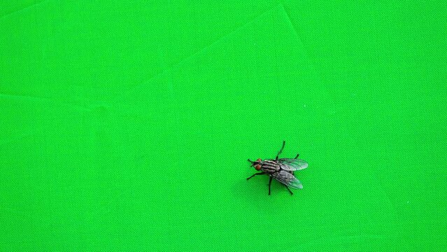 housefly (musca domestica) on a green screen