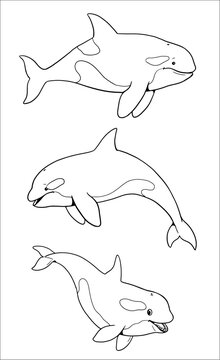 Set with three funny orcas to color in. Vector template for a coloring book with funny animals. Coloring template for kids.	