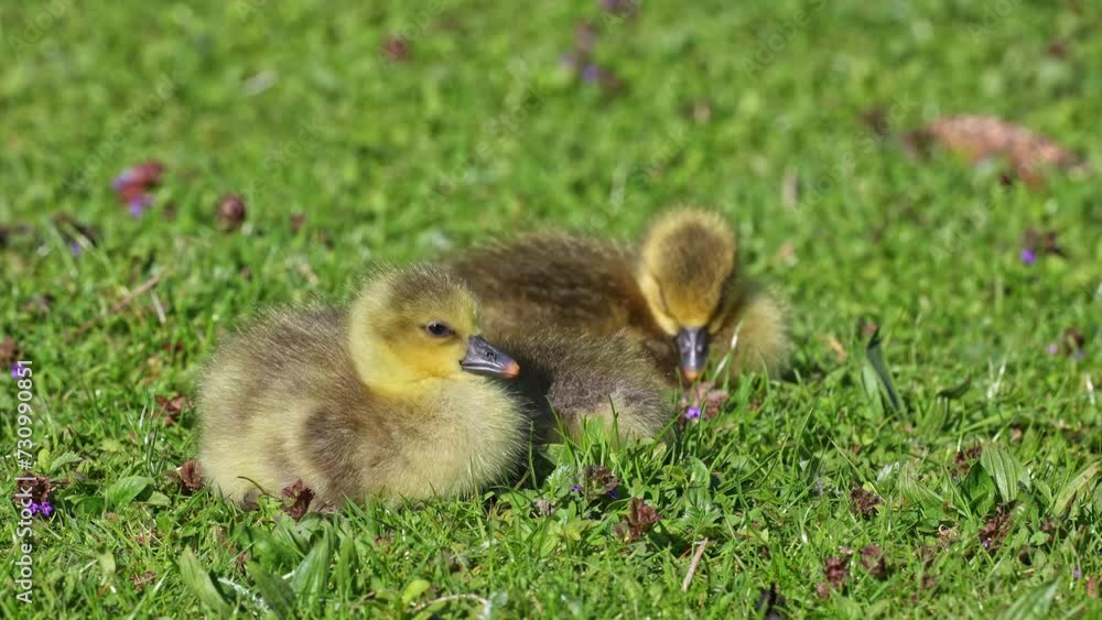 Sticker Close up of a beautiful yellow fluffy greylag goose baby gosling in spring, Anser anser is a species of large goose in the waterfowl family Anatidae