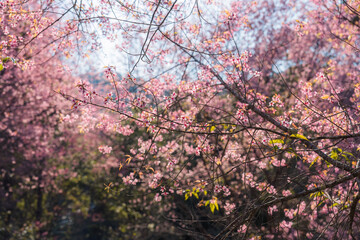 Pink wild himalayan cherry tree blooming in the garden on springtime at Phu Lom Lo