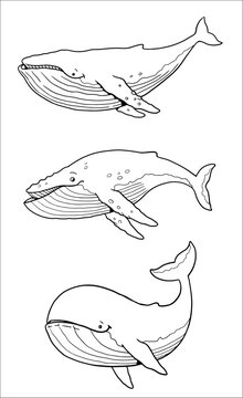 Set with three funny whales to color in. Vector template for a coloring book with funny animals. Coloring template for kids.	