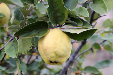 Ripe Quinces on the Tree - 730991027