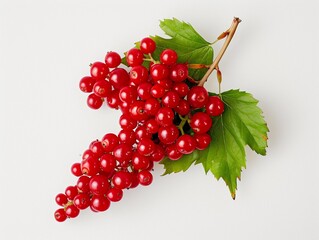 Fresh Red Viburnum Berries Isolated on White