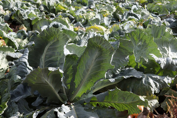 Cabbage field ready for harvest - 730991083