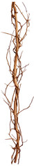 Withered rattan liana. Isolated on transparent background.