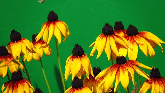 rudbeckia isolated on green screen