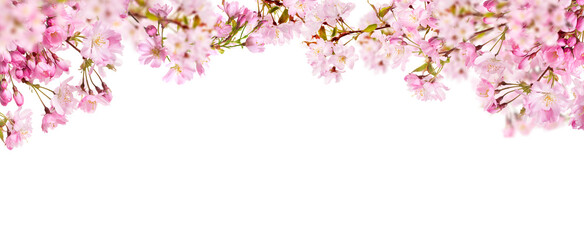 Obraz na płótnie Canvas A webpage banner of fresh bright pink cherry blossom flowers on a tree branch in spring, sakura springtime season, isolated against a transparent background.