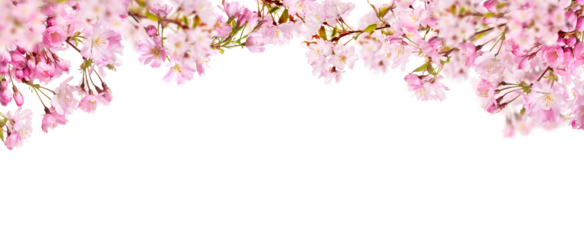 A webpage banner of fresh bright pink cherry blossom flowers on a tree branch in spring, sakura springtime season, isolated against a transparent background.