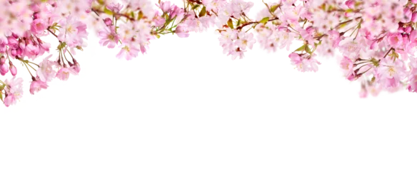 Fotobehang Bloesem A webpage banner of fresh bright pink cherry blossom flowers on a tree branch in spring, sakura springtime season, isolated against a transparent background.  © Duncan Andison