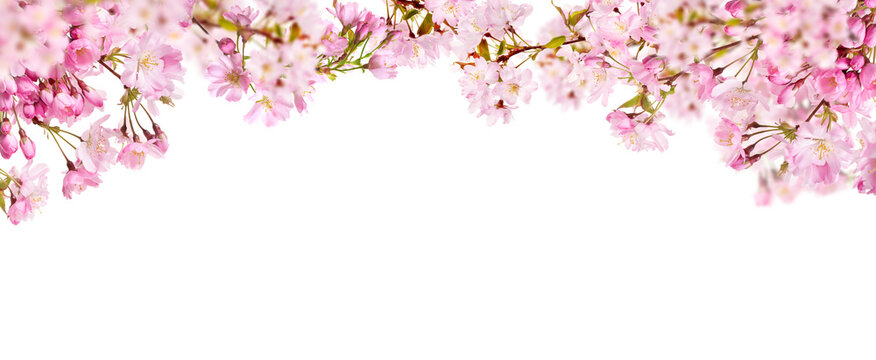 A webpage banner of fresh bright pink cherry blossom flowers on a tree branch in spring, sakura springtime season, isolated against a transparent background.