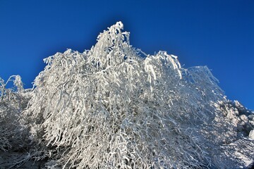 Albero con neve in una giornata di sole