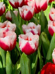 Water drops on white and red tulip flowers on the colors of tulips field