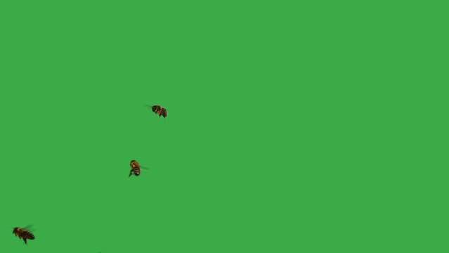 swarm of bees flies on a green screen. slow motion