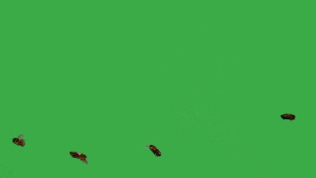 swarm of bees flies on a green screen. slow motion