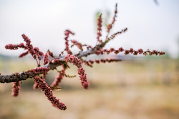 frost on branches