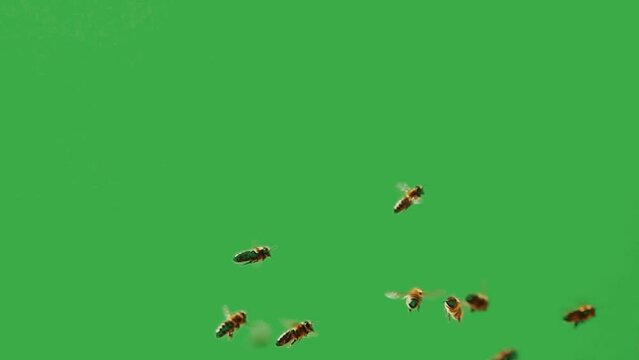 swarm of bees flies on a green screen. slow motion