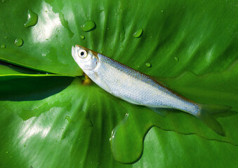 Summer fishing. Close-up of bleak (Alburnus alburnus) on a green water lily leaf.