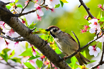 桜とスズメ