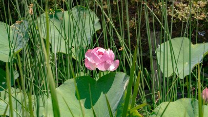 平和の森公園の蓮の花