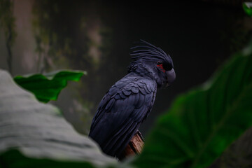 Palm cockatoo © Martin