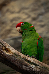 Scarlet-fronted parakeet