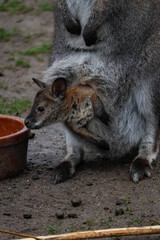 Naklejka premium baby kangaroo