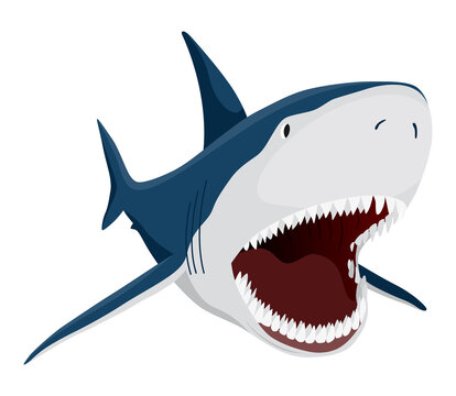Shark. Marine predator fish character. Underwater wildlife or ocean animal. Cartoon flat isolated icon on white background.  illustration