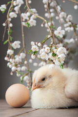 Happy Easter greeting card. Chickens, eggs, spring wreath, blossoming trees..