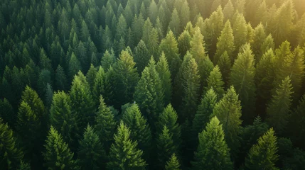 Zelfklevend Fotobehang Healthy Green Trees in a Forest of Old Spruce © Elysium