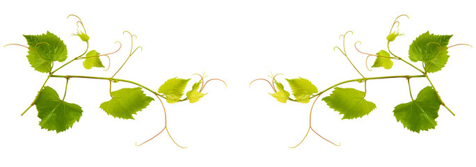 Grapevine with bright green leaves isolated on white. There is free space for text. Collage. Wide photo.