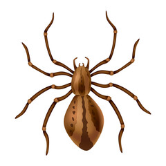 Spider. Dangerous wild insect symbol. Spooky, scary, horror design element. Use for printing, banner drawing or print pattern. Hand drawn top view icon isolated on white background