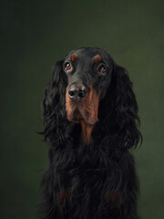 Gordon Setter dog portrait exudes elegance against a green background. The dog's attentive eyes...