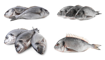 Raw dorada fish isolated on white, set