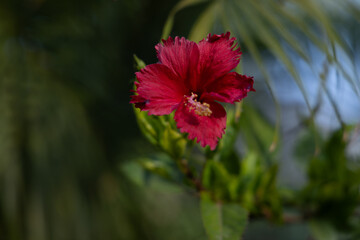 Beautiful Full blossom red hibiscus red flower on the evening in the garden