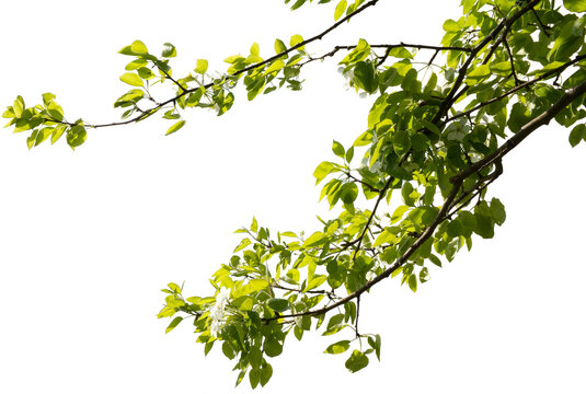Ast eines Apfelbaumes mit Bl&uuml;ten