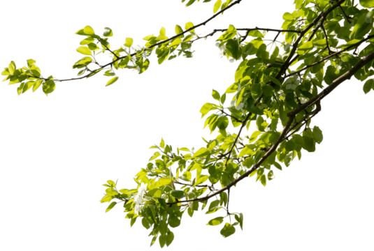 Ast eines Apfelbaumes mit Blüten